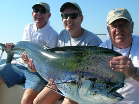 Sailfish